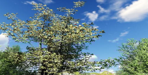 Paisagem da árvore grande