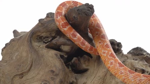 Pitón tigre Molurus Bivittatus Morph Albine birmano sobre un gancho de madera sobre fondo blanco