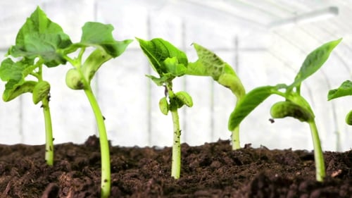 Plantas en crecimiento