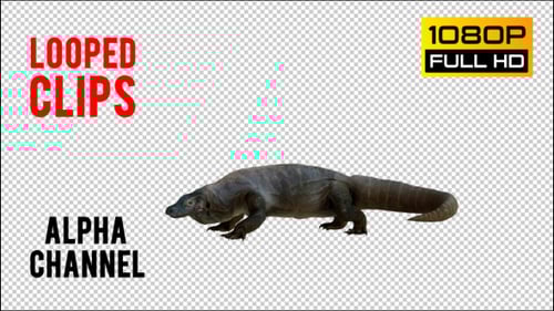 3D Realistic Komodo Dragon Walking Loop on Transparent Background