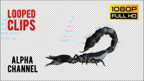 Looped 3D Scorpions Walking Animation Pack