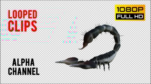 Realistic 3D Scorpion Animated Pack with Transparent Background