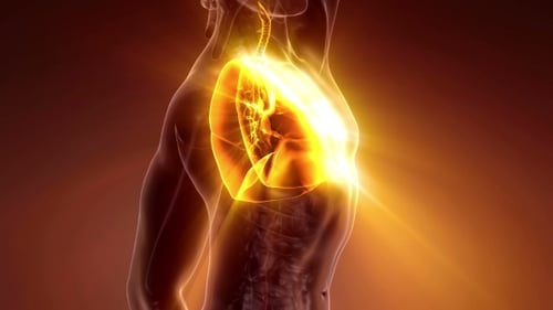 Human Body with Visible Lungs