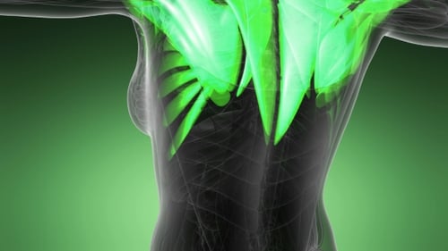 3D Animation of Glowing Human Muscular System Scan