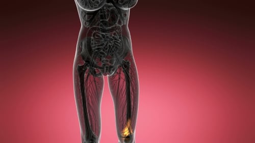 3D Human Body Anatomy with Glowing Leg Highlight