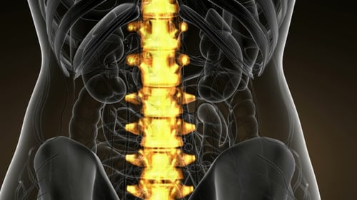 Animated Glowing Human Spine Anatomy Scan