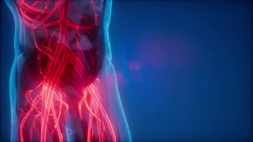 3D Render of Human Body Vascular System for Medical Science
