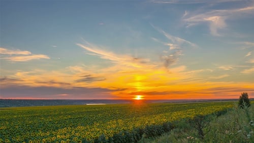 Sonnenuntergang Himmel über einem Feld von Sonnenblumen