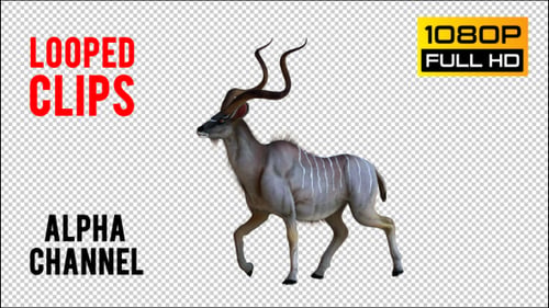 kudu 2