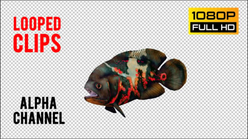 Oscar Fish
