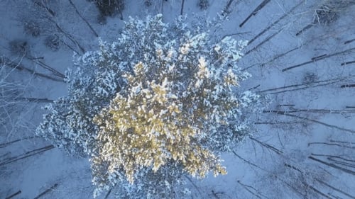 Aerial Flyover Snow Covered Pines