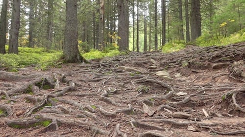 Tree Roots in a Magic Pine Forest