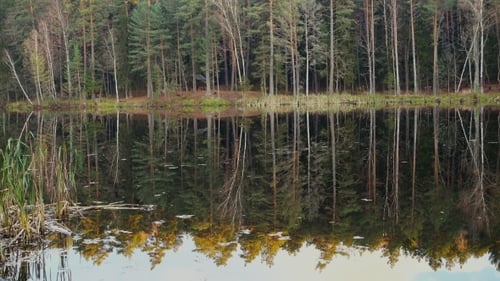 Small Waves on a Surface of Beautiful Forest Lake