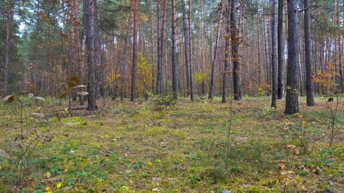 Beautiful Autumn Forest, Trees Sway in a Wind