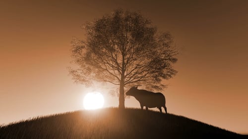 Silhouette of Cow Grazing Under Tree at Sunset with Rain