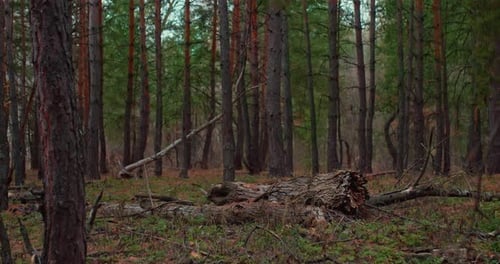 Schöne grüne Waldstämme aus Kiefern und Tannen