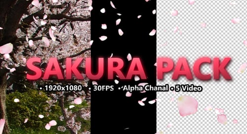 Sakura