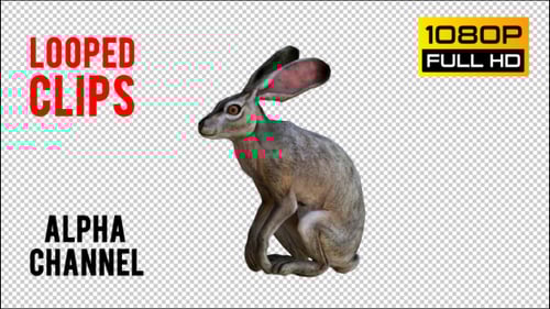 Realistic 3D Hare Animated Character with Various Action Loops