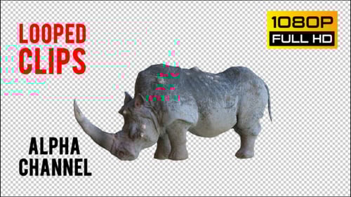 3D Animated Rhinoceros Walking Standing and Falling Loop