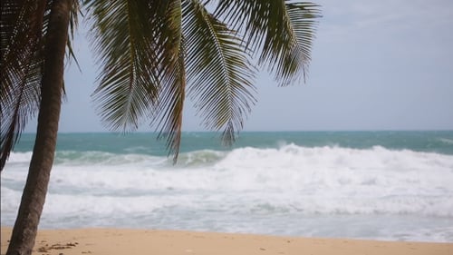 a Palm Tree on the Shore of the Ocean. Tropical Paradise