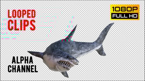 Realistic 3D Shark Swimming Animation Alpha Channel