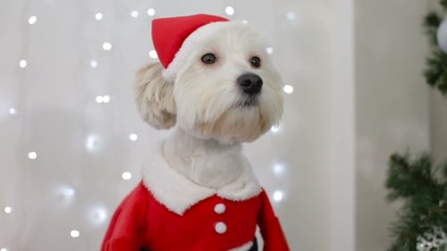 Christmas Dog Lap-dog in Santa Claus Costume