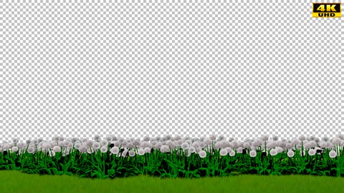 Pissenlits et herbe
