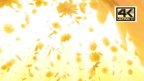 Fleurs de marguerite tombant 4K