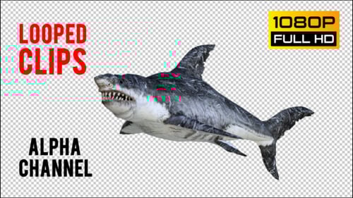 Animated 3D Shark Collection with Transparent Background