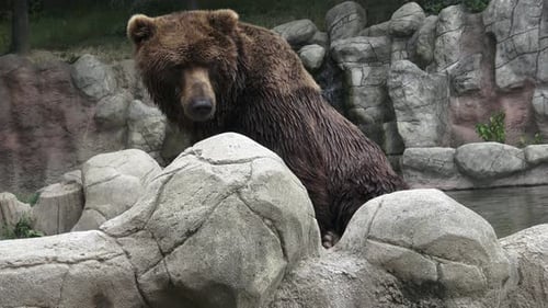 Brown Bear Standing Near Water