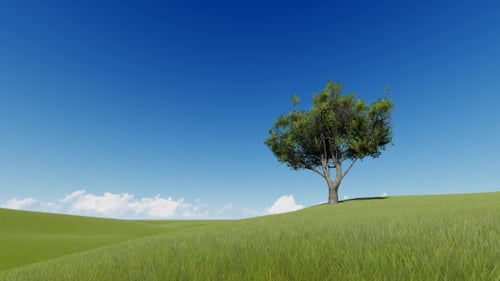 Single Tree on a Summer Meadow