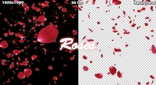 Falling Red Rose Petals Transition with Alpha Channel