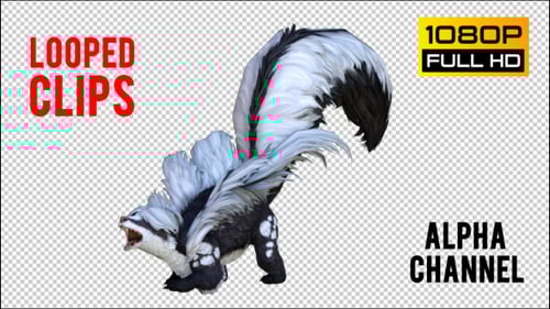 Looped Animated 3D Skunk Character with Realistic Movements