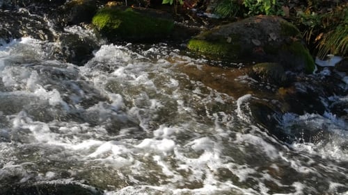 Water Streams in a Mountain Creek with Yellow and Brown Autumn Leaves Around