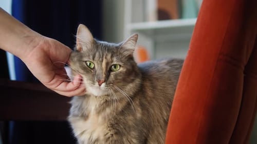 Fluffy Cat Being Pet Indoors