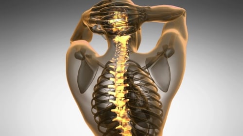 3D Animation of Human Spine and Ribs with Glowing Nerves