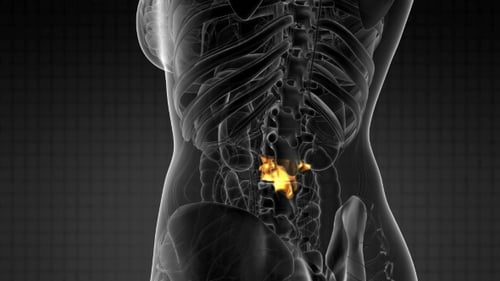 3D Medical Animation of Human Lumbar Spine Highlight