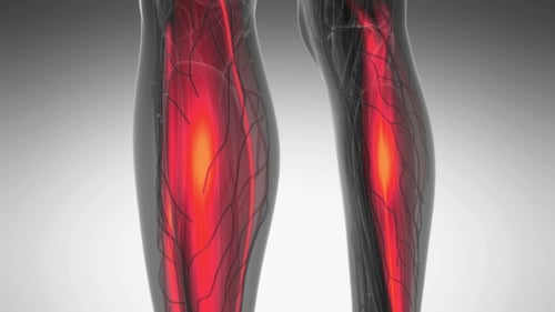 3D Human Muscular System Anatomy Animation