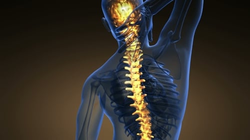 Animated Human Spine and Brain Pain Area Medical Visualization