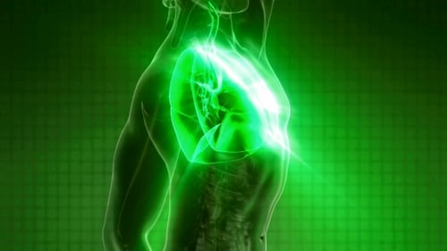 Animated Human Lungs with Glowing Respiratory System