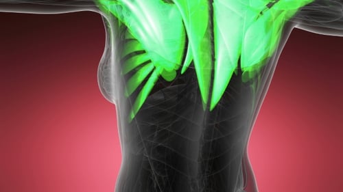 Glowing Human Muscle System Medical Animation