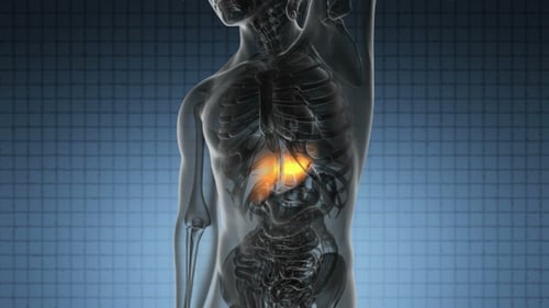 3D Human Body Anatomy with Glowing Liver