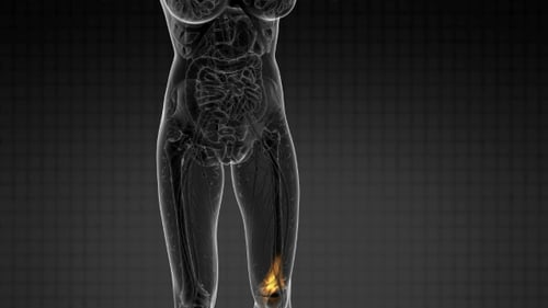 3D Human Body Transparent Model with Glowing Knee Joint