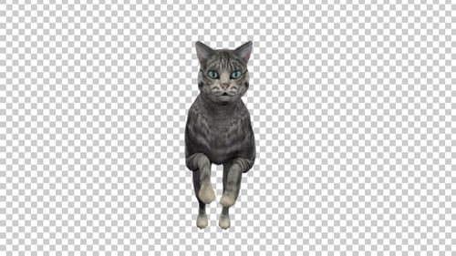 Katze rennt zur Kamera
