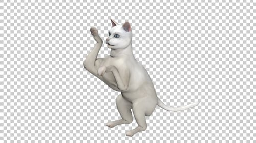 Spiel mit weißen Katzen