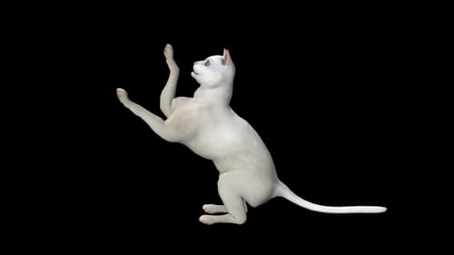 Cat Playing
