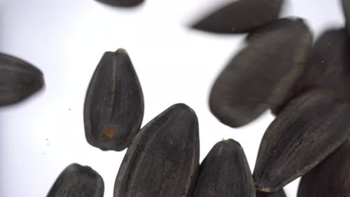 Black Sunflower Seeds Close Up