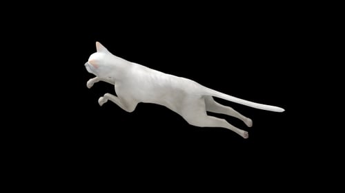 Weißer Katzenlauf