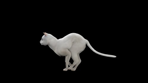 Weiße Katze beim Laufen
