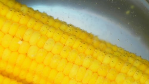 Fresh Corn on Cob Boiling in Water